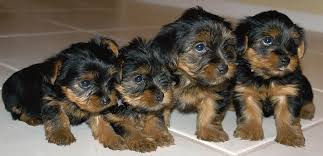Yorkie Puppies We Re Sorry Photograph By Geraldine Alexander We maintain the highest standards in cleanliness, hygiene, & sanitation. yorkie puppies we re sorry by geraldine alexander