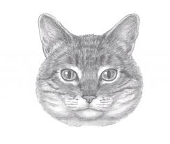 How to draw a cat face. Xr3pbzud2hrfum