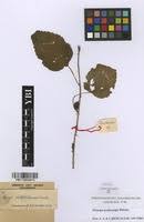 Image result for Laportea ovalifolia