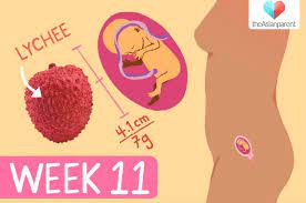 Usia hamil 11 minggu, wajah, organ reproduksi, hingga folikel rambut bayi mulai terbentuk dan berkembang. Perkembangan Janin 11 Minggu Panduan Untuk Ibu Hamil