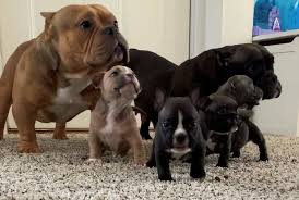 Welcome to miami french bulldogs, home of beautiful and healthy french bulldog puppies. They Are Home Dogs Stolen From Lansing Yard Returned Safe