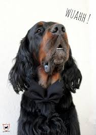 Wer hundefutter selber kochen möchte, sollte sich zumindest ein bisschen mit der zusammensetzung der. Diy Halloween Hundefliege Halloween Kostum Selbermachen Hundebloghaus