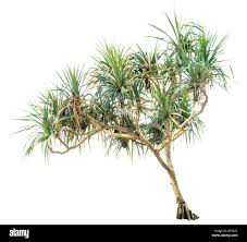Image result for Pandanus odoratissimus