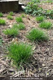 Image result for Carex johnstonii
