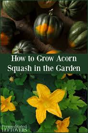 Check spelling or type a new query. How To Grow Acorn Squash From Seeds Or Seedlings In The Garden