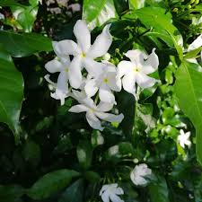 Image result for Tabernaemontana brachyantha