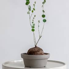 Image result for Cyphia erecta