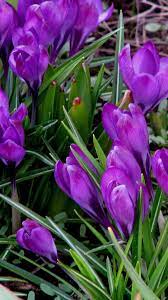 Snowdrops Spring Grass Crocus Flower Beautiful Flowers Flowers Nature