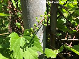 Can be sown during seeding days and harvested during gathering days for wild grains. Entwined By Vines Bygl
