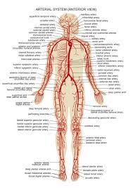 Start studying arteries and veins concept maps. 15 Human Veins Arteries Anatomy Ideas Arteries Anatomy Arteries Anatomy
