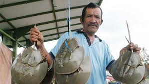 Pernah makan belangkas?tak kenal ape itu belangkas?jom tengok aku cari belangkas. Balai Karantina Gagalkan Penyelundupan Ratusan Binatang Aneh Ini Page 2 Daerah Jpnn Com