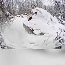 Eagle S Nest Video In 2020 Amazing Animal Pictures Cute Animals Animal Pictures