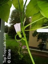 Image result for Canavalia