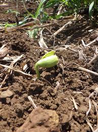 Image result for Canavalia gladiata