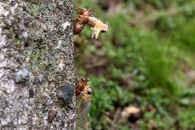 Phil mcauliffe for the times of trenton this type of cicada, known as a periodical, is emerging from the. Brood X Has Arrived In Indiana What Now News Indiana Public Media