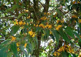 Image result for Englerina