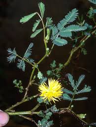 Image result for Neptunia oleracea