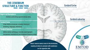 Image result for Cerebral Subcortex