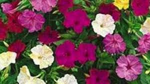 Check spelling or type a new query. Four O Clock Flowers Speaks To Yesenia Montilla Youtube