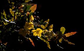 Image result for Ochna natalitia