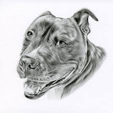 If you are using mobile phone. Disegno A Matita Personalizzato Dimensioni 6 X 6 Quadrati Ritratto Di Animale Domestico Personalizzato Disegno Di Animale Domestico Personalizzato Arte Del Cane Porta Per Cani Vari Disegni