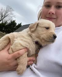 Caring for a new golden retriever puppy?