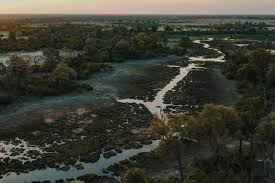 Image result for Ozoroa okavangensis