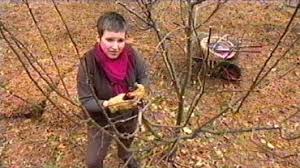 Image result for pruning plum trees
