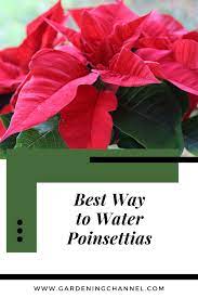 What Is The Best Way To Water Poinsettias Gardening Channel Poinsettia Poinsettia Plant Growing Plants Indoors