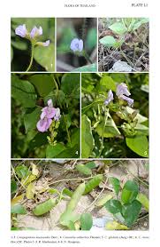 Image result for Calopogonium mucunoides