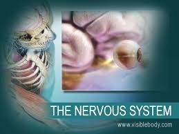 Whether you or someone you love has cancer, knowing what to expect can help. Nervous System Learn Anatomy Nervous System Anatomy Brain Nervous System Peripheral Nervous System