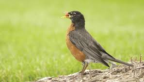 How long do robin babies stay in the nest (nestling stage)? All About Robins And How To Attract Them Wild Birds Unlimited Wild Birds Unlimited