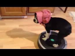 Our list of the top 5 best roombas for pet hair includes vacuums from all tiers of the roomba family tree, each offering a different balance of affordability and performance. Pin On Pets