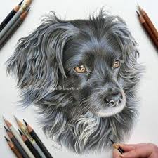 Ruby Coloured Pencil Spanish Spaniel Portrait By Angie X Color Pencil Art Dog Drawing Pencil Drawings