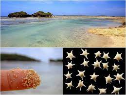 The Earth Story Hidden Away On The Remote Island Of Iriomote In Okinawa Prefecture Japan You Can Find The Small Beach Of Hoshiz Okinawa Beach Sand Star Shape