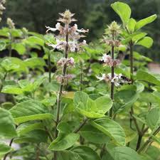 Image result for Ocimum angustifolium