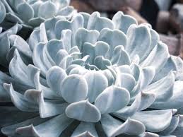 Tanaman hias yang subur tentu akan membuat halaman bunda jadi lebih menarik. 5 Tanaman Hias Daun Perak Tampak Cantik Dan Mewah