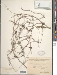 Image result for Kedrostis crassirostrata