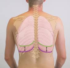 The chest or thorax is the region between the neck and diaphragm that encloses organs, such as the heart, lungs, esophagus, trachea, and thoracic diaphragm. Chest Wall Amboss