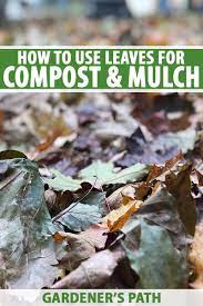 How To Use Leaves For Compost And Mulch Gardener S Path
