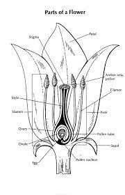 Pin By Lauren Schroer On Science Parts Of A Flower Biology Plants Plant Lessons