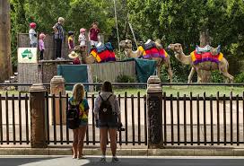 A camel trek through dubai will take you up close to the desert where you can enjoy all of the beauty and magnificence of the arabian desert. File Australia Zoo Camel Ride 1 18173740912 Jpg Wikipedia