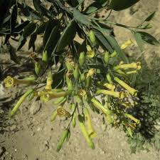 Image result for Nicotiana glauca