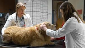Full circle holistic veterinary care. Helping Pets Fight Cancer University Of Wisconsin School Of Veterinary Medicine