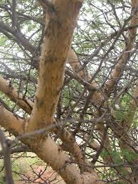 Image result for Acacia fleckii