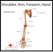 Shoulder Arm Forearm Hand Upper Limb Anatomy Musculoskeletal System Physical Therapy School