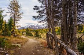More about calgary transit access. 15 Fall Hikes To See Golden Larches In And Around Calgary To Do Canada