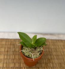 Image result for Oliverella hildebrandtii