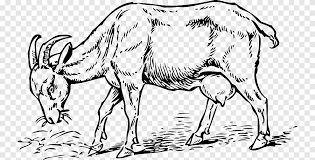 Tema idul adha warna gambar domba. Boer Goat Open Black Bengal Goat Graphics Calf Black And White Mammal Cow Goat Family Png Pngegg