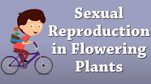 Sexual Reproduction In Flowering Plants Aumsum